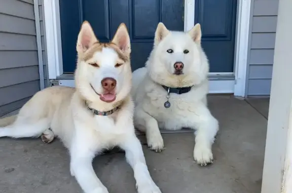 Lost Dogs: Koda & Kovu on Sunrise Lane - photo