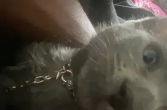 Lost pets Salt Lake City, photo: Lost Grey Kitten - Blue Meadow Drive