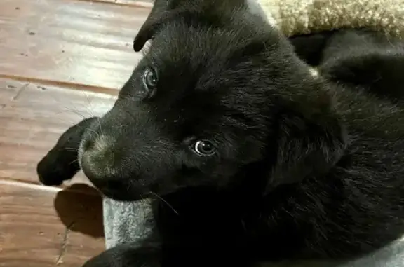 Lost Lab Mix Puppy: Help Us Find Him!