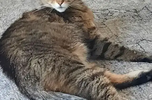 Found cat Gosnells, photo: Found: Young Female Tabby in Gosnells