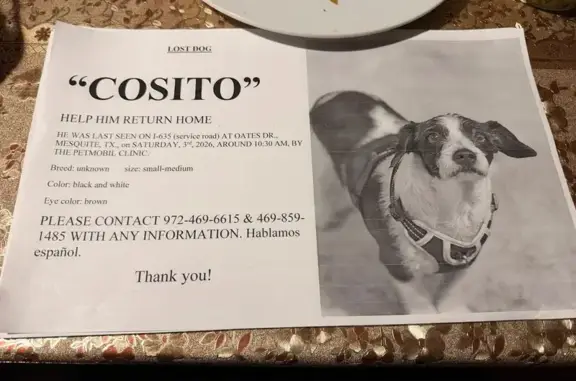 Found pets Mesquite, photo: Found: Small Black & White Dog, Mesquite