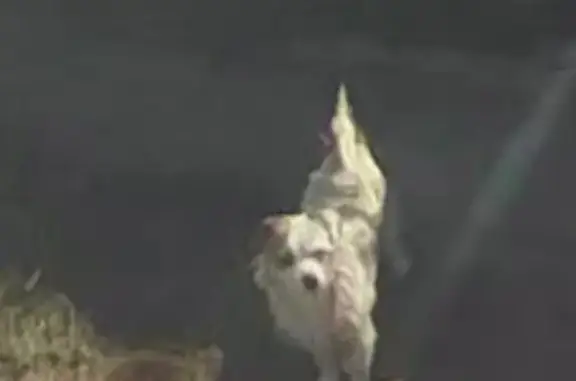 Lost pets , photo: Lost Dog Bengi: White with Brown Ear - NOLA