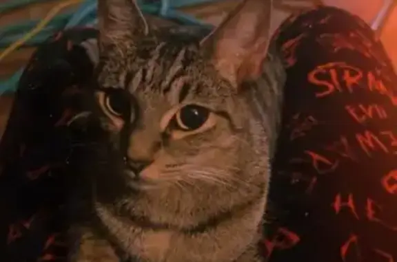 Found cat Honolulu, photo: Sweet Stray Seeks Home Near Pearl Harbor