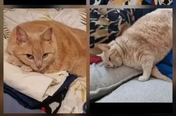 Chat perdu 12kg, collier, Rue du Velay - photo