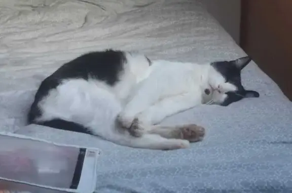 Chat perdu, tâche noire sous le menton - photo