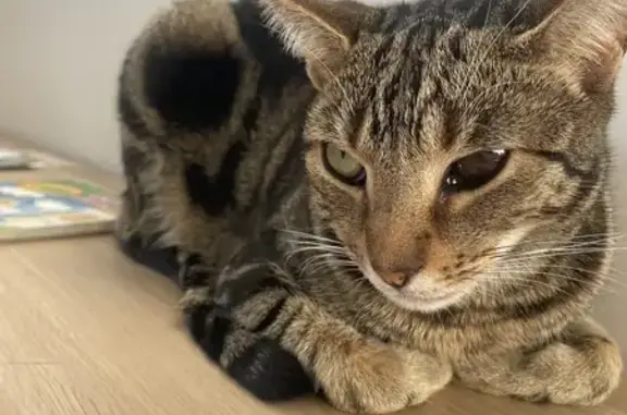 Lost pets Moonee Valley, photo: Lost Brown Tabby: One-Eyed Basil Missing