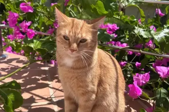 Gatita Perdida: Color Canela y Manchas Blancas