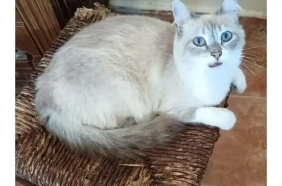 Gata Perdida: Cariñosa y Necesita Compañía