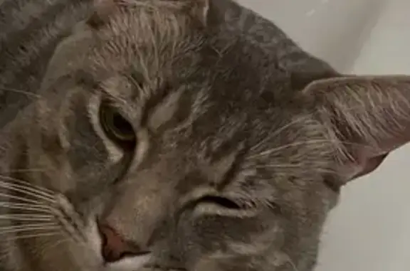 Lost Grey Tabby Cat in Ipswich Area