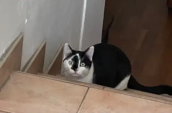 Animaux perdus Lannion, photo: Chat perdu à Lannion, noir et blanc