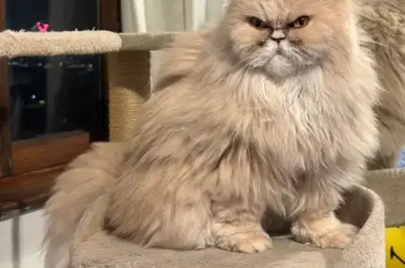 Gato Perdido en Av. José Mesa y López, Canarias