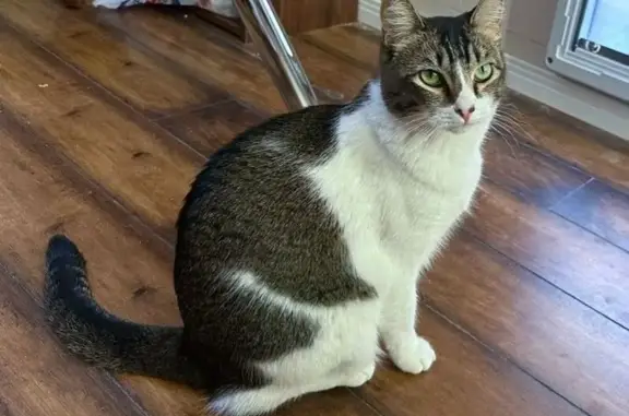 Lost Cat: Friendly Black & White Beauty - photo