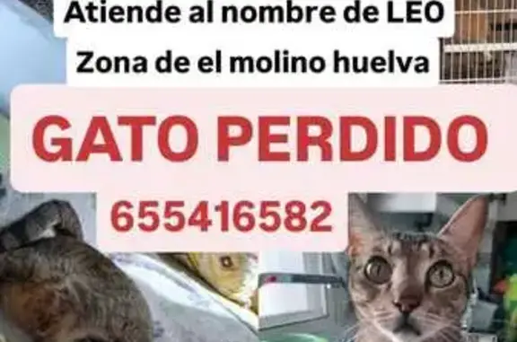 Gato Europeo Perdido en Huelva: Atigrado y Sociable