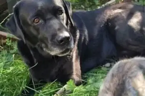 Собаки потеряшки, Львів, фото: Зникла собака: чорний лабрадор Ямакс, Львів