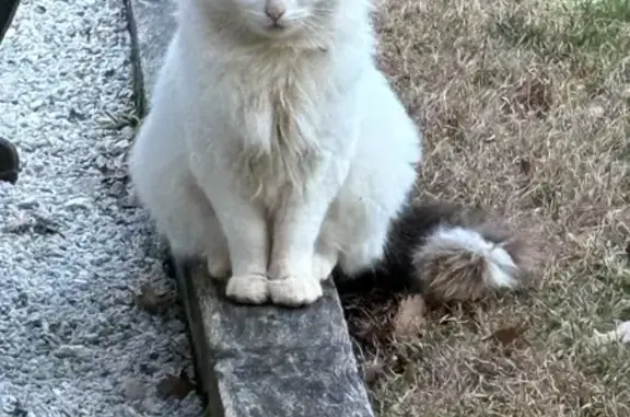 Animaux trouvés , photo: Chat blanc et tigré trouvé à Layrac
