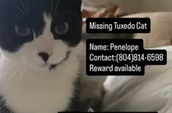 Missing cat Norfolk, photo: Lost Shy Cat: White Collar, Norfolk