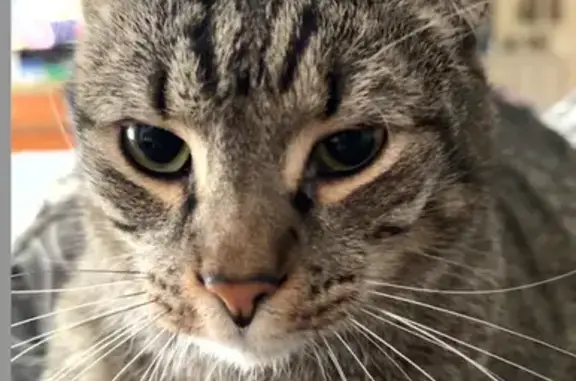 Lost pets Sunnyvale, photo: Lost Grey/Black Tabbie in Sunnyvale