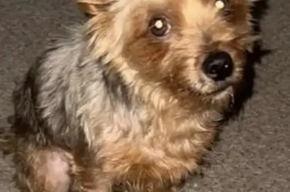 Lost Dog: Golden Brown on Hirschfield Rd - photo