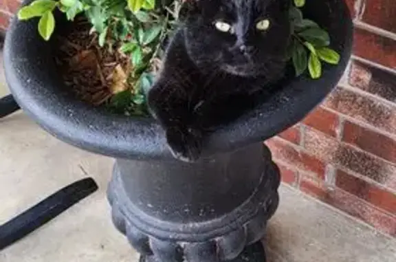 Missing cat Fort Smith, photo: Lost Black Cat: Yellow Eyes, Fort Smith