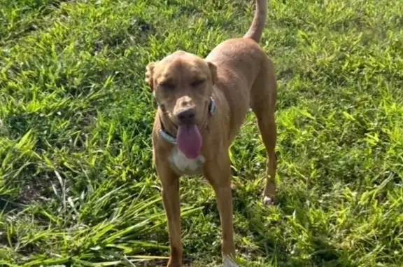 Lost Red Catahoula: Help Bring Her Home!