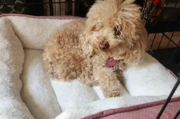 Lost Dog Near 63rd & Alice Ave - Help!