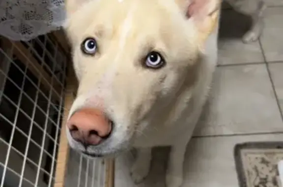 Lost pets Taylor, photo: Lost Dog: White & Brown, Blue Eyes