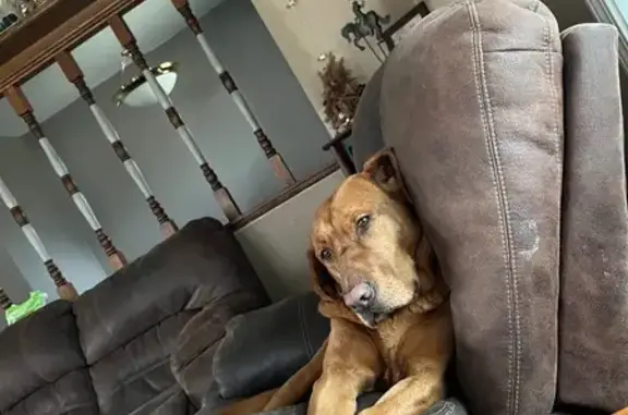 Lost Red Lab Tanner - Friendly Wanderer - photo