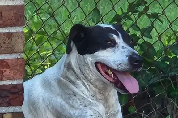 Lost Dog: White & Black English Pointer