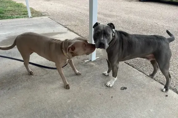 Found pets Temple, photo: Found: Grey Pitbull on Ivanhoe Dr, Temple