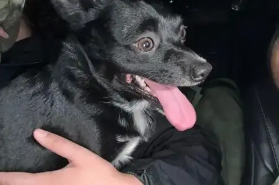 Lost Chihuahua/Terrier on Clear Creek