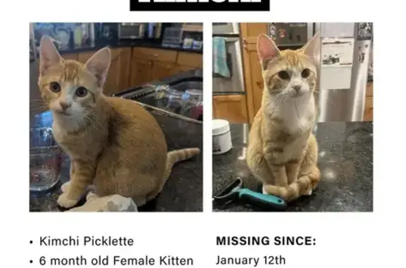 Lost: Orange Tabby Kimchi in Orem