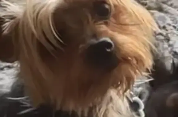 Lost 9-Year-Old Yorkie in Las Vegas