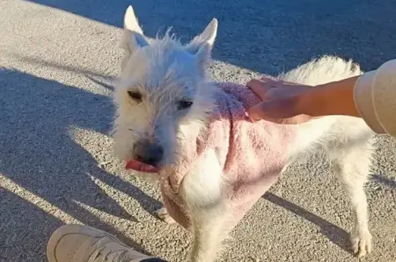 Perro Blanco Peludito Encontra...