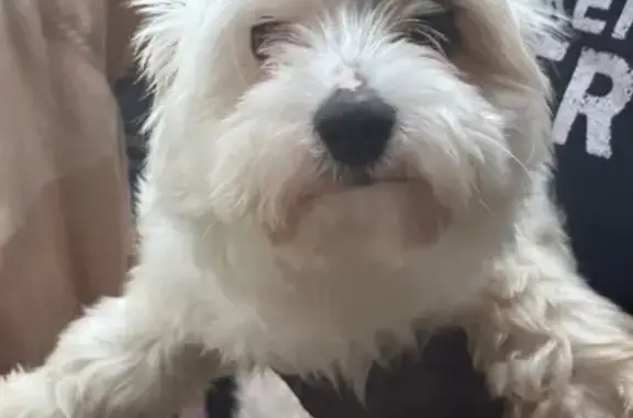 Found dog , photo: Found Dog in Henry County: Help Needed!