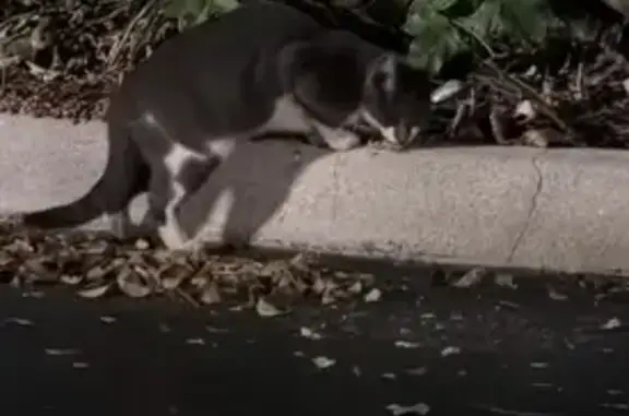 Found pets Davie, photo: Found Cat: Dark Grey/White in Davie