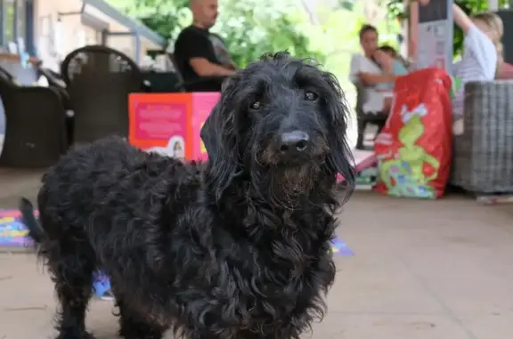 Missing dog Hornsby Shire, photo: Lost: Black Labradoodle Mix, Hornsby