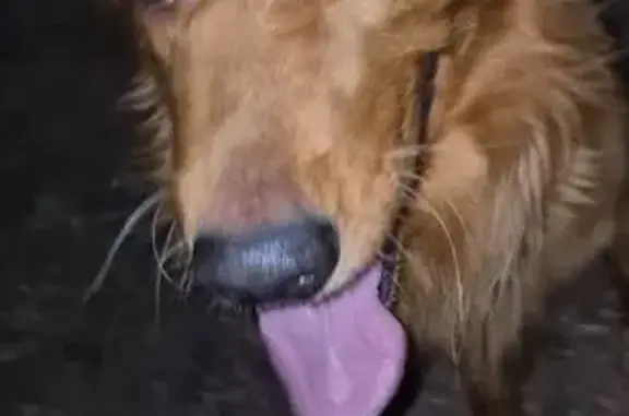 Perro Grande Tipo Golden Halla...