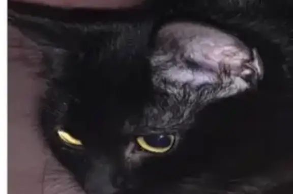 Lost Black Cat with Mitten Paws in Tabernacle