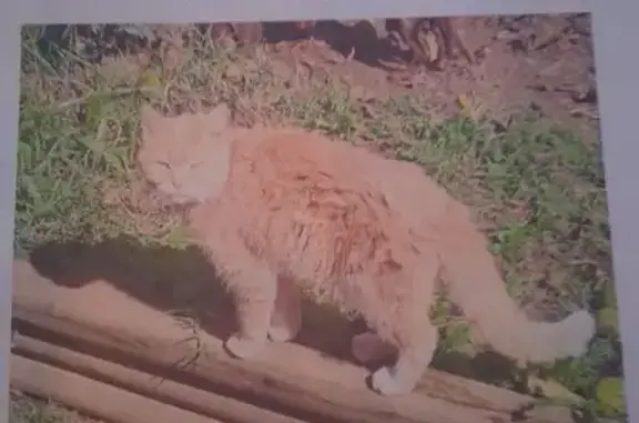 Lost 15-Year-Old Yellow Cat in Waynesboro