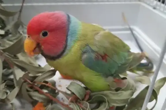 Found: Male Plum-Headed Parake...