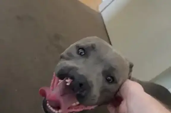 Found dog Logan Village, photo: Found Friendly Blue Dog on Juers St, Logan