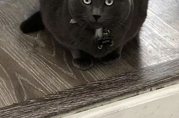 Lost pets Antioch, photo: Lost Cat: Dark Gray with White Patch