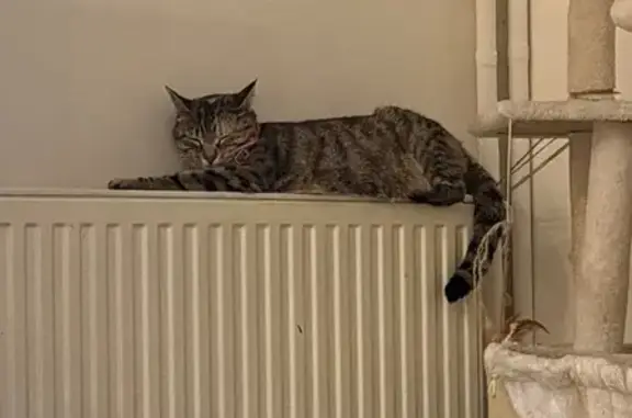 Chat tigre perdu, tache orange, Bruges - photo