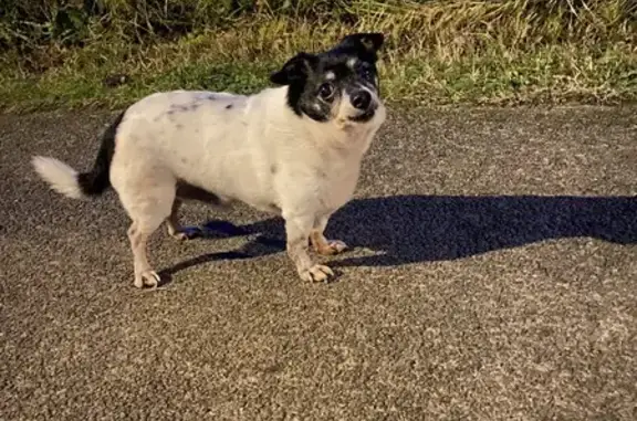 Petit chien perdu, tache noire, 13 ans - photo