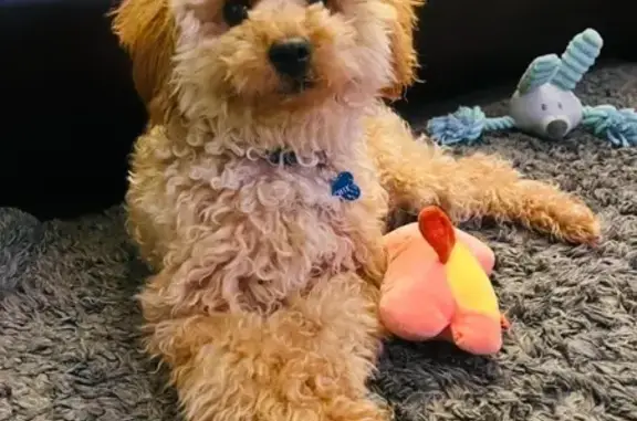 Missing dog , photo: Lost Toy Cavoodle Archie in Canterbury