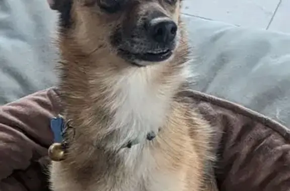 Lost Small Pom/Chi Cross in Norwood