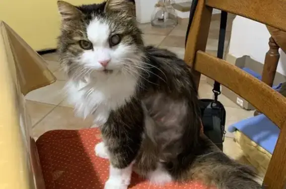 Chat tigré 16 ans perdu à Toulon - photo