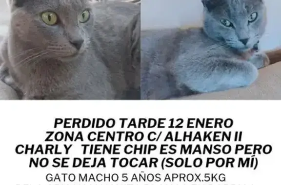 ¡Ayuda! Gato gris perdido en Córdoba