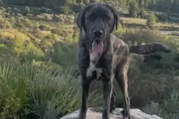 Perra Mastín Perdida en Pedreguer, Valencia