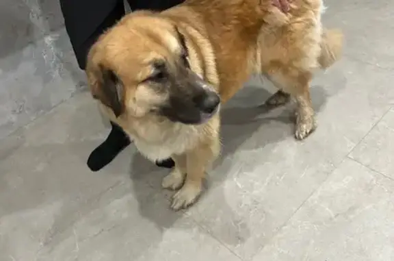 Animaux trouvés Sainte-Marie, photo: Chienne leonberg sociable trouvée à Sainte-Marie